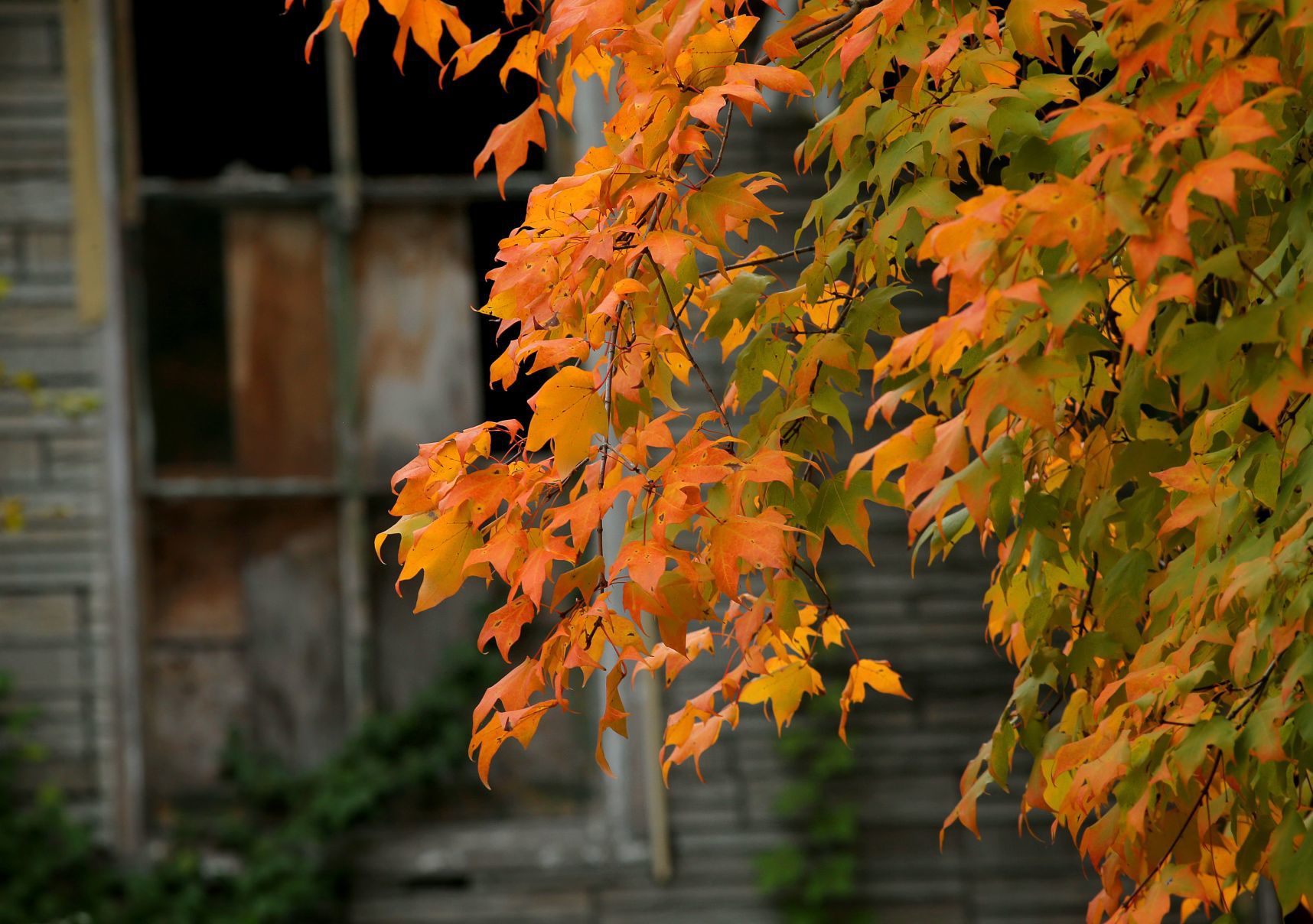 Fall colors burst around St. Louis' north side